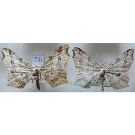 Macaria alternata (Denis & Schiffermüller, 1775) pair Witalnik zmiennik Czech75j